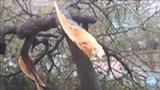 sandy_tree_trunk